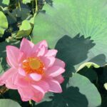 【2025年7月4日～6日開催！】朝活にぴったり！「早朝観蓮会」＠万博記念公園
